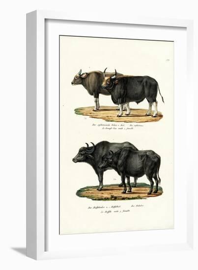 Gaur, 1824-Karl Joseph Brodtmann-Framed Giclee Print