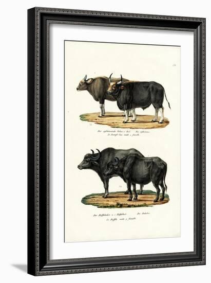 Gaur, 1824-Karl Joseph Brodtmann-Framed Giclee Print