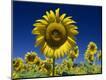 Photographic Print