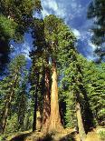 Giant Sequoia Trees, Mariposa Grove, Yosemite National Park, California, USA-Gavin Hellier-Photographic Print