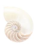 Scallop Shell And Pearl-Gavin Kingcome-Photographic Print