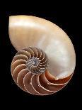 Ammonite-Gavin Kingcome-Framed Photographic Print