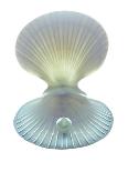 Scallop Shell And Pearl-Gavin Kingcome-Photographic Print