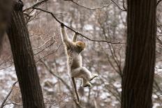 Sichuan Golden Snub Nosed Monkey (Rhinopithecus Roxellana) Zhouzhe Reserve-Gavin Maxwell-Framed Photographic Print