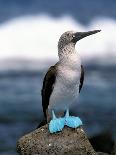 Blue Footed Booby, Galapagos Islands, Ecuador-Gavriel Jecan-Photographic Print