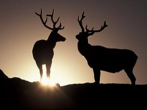Beautiful Elk Artwork For Sale Posters And Prints Art Com