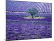 Premium Photographic Print