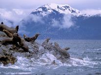 Stellar Sea Lions, Glacier Bay, Alaska, USA-Gavriel Jecan-Photographic Print