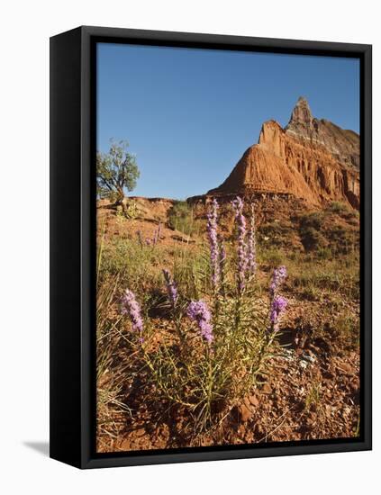 Gayfeather, Palo Duro Canyon State Park, Texas, USA-Larry Ditto-Framed Premier Image Canvas