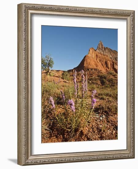 Gayfeather, Palo Duro Canyon State Park, Texas, USA-Larry Ditto-Framed Photographic Print
