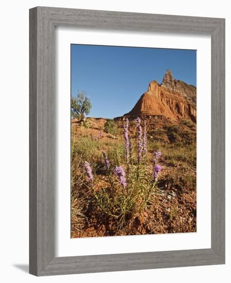 Gayfeather, Palo Duro Canyon State Park, Texas, USA-Larry Ditto-Framed Photographic Print