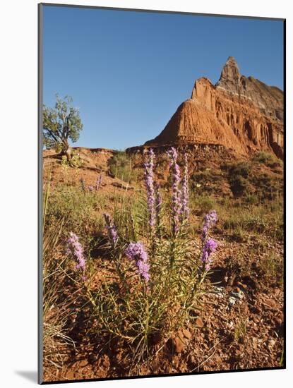 Gayfeather, Palo Duro Canyon State Park, Texas, USA-Larry Ditto-Mounted Photographic Print
