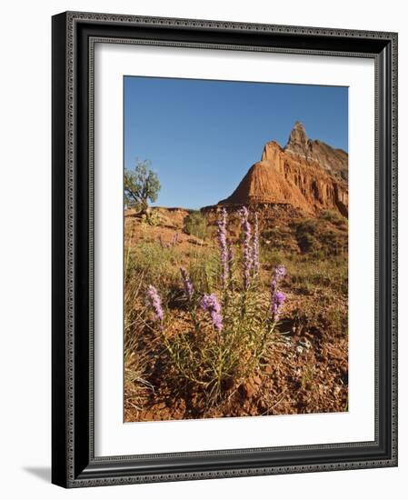 Gayfeather, Palo Duro Canyon State Park, Texas, USA-Larry Ditto-Framed Photographic Print