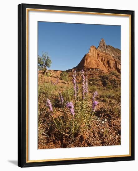 Gayfeather, Palo Duro Canyon State Park, Texas, USA-Larry Ditto-Framed Photographic Print