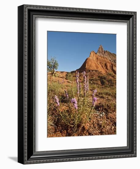 Gayfeather, Palo Duro Canyon State Park, Texas, USA-Larry Ditto-Framed Photographic Print