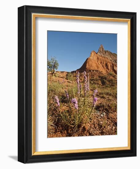 Gayfeather, Palo Duro Canyon State Park, Texas, USA-Larry Ditto-Framed Photographic Print