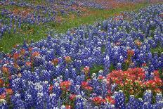 Texas Hill Country wildflowers, Texas. Bluebonnets and Indian Paintbrush-Gayle Harper-Photographic Print