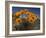 Gazanias in Namaqua National Park, Namaqualand, Northern Cape, South Africa, Africa-Steve & Ann Toon-Framed Photographic Print