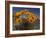 Gazanias in Namaqua National Park, Namaqualand, Northern Cape, South Africa, Africa-Steve & Ann Toon-Framed Photographic Print