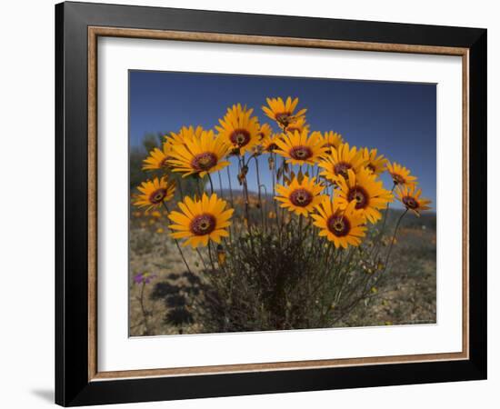 Gazanias in Namaqua National Park, Namaqualand, Northern Cape, South Africa, Africa-Steve & Ann Toon-Framed Photographic Print