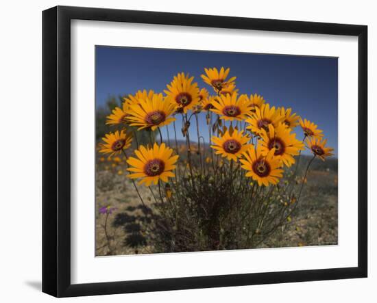 Gazanias in Namaqua National Park, Namaqualand, Northern Cape, South Africa, Africa-Steve & Ann Toon-Framed Photographic Print