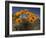 Gazanias in Namaqua National Park, Namaqualand, Northern Cape, South Africa, Africa-Steve & Ann Toon-Framed Photographic Print