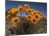 Gazanias in Namaqua National Park, Namaqualand, Northern Cape, South Africa, Africa-Steve & Ann Toon-Mounted Photographic Print