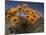 Gazanias in Namaqua National Park, Namaqualand, Northern Cape, South Africa, Africa-Steve & Ann Toon-Mounted Photographic Print