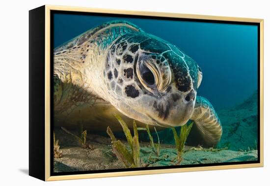 Gaze-Dmitry Marchenko-Framed Premier Image Canvas