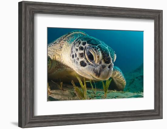 Gaze-Dmitry Marchenko-Framed Photographic Print