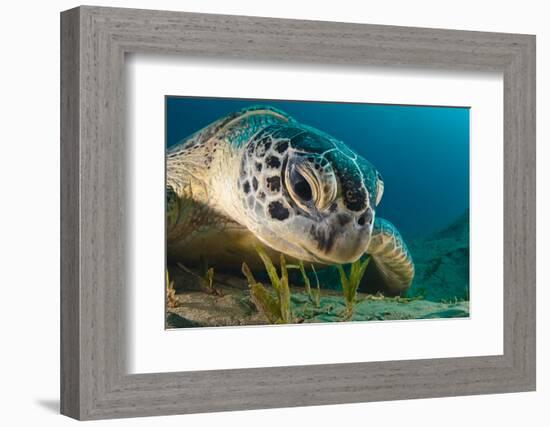 Gaze-Dmitry Marchenko-Framed Photographic Print