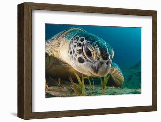 Gaze-Dmitry Marchenko-Framed Photographic Print