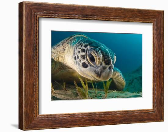 Gaze-Dmitry Marchenko-Framed Photographic Print