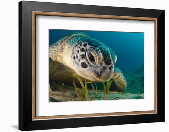 Gaze-Dmitry Marchenko-Framed Photographic Print