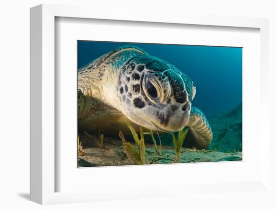 Gaze-Dmitry Marchenko-Framed Photographic Print