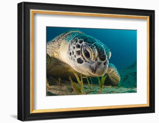 Gaze-Dmitry Marchenko-Framed Photographic Print