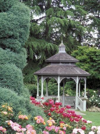 'Gazebo and Roses in Bloom at the Woodland Park Zoo Rose Garden
