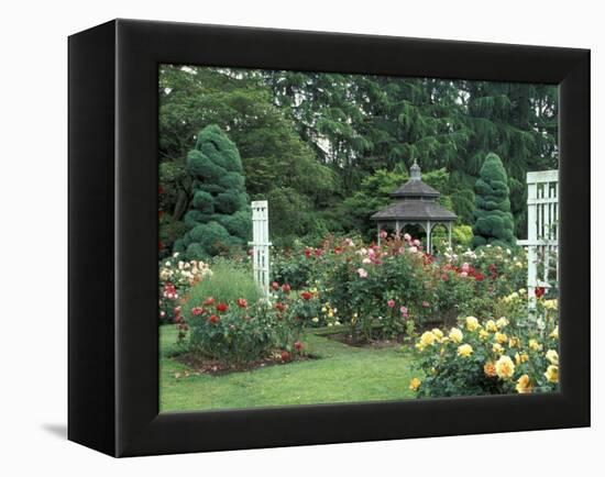 Gazebo and Roses in Bloom at the Woodland Park Zoo Rose Garden, Washington, USA-null-Framed Premier Image Canvas