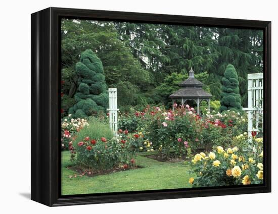 Gazebo and Roses in Bloom at the Woodland Park Zoo Rose Garden, Washington, USA-null-Framed Premier Image Canvas