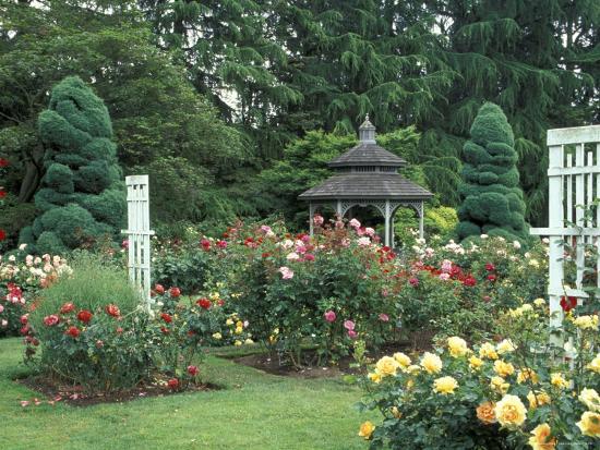 Gazebo and Roses in Bloom at the Woodland Park Zoo Rose Garden