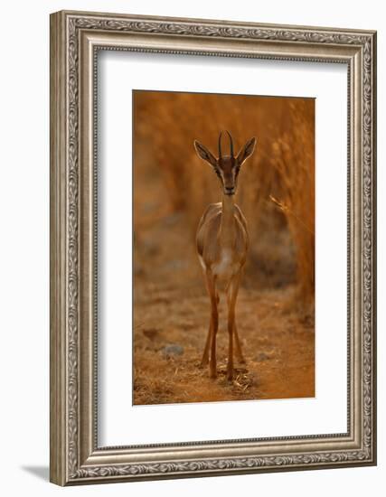 Gazella Portrait-Assaf Gavra-Framed Photographic Print