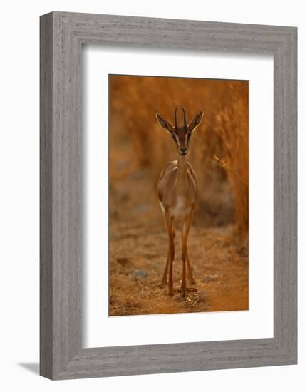 Gazella Portrait-Assaf Gavra-Framed Photographic Print