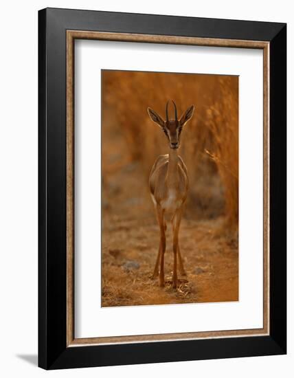 Gazella Portrait-Assaf Gavra-Framed Photographic Print