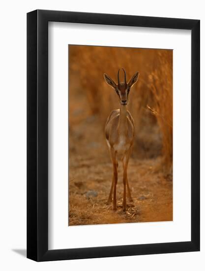Gazella Portrait-Assaf Gavra-Framed Photographic Print
