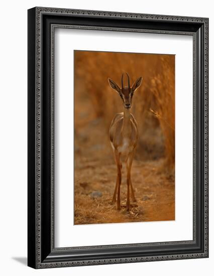 Gazella Portrait-Assaf Gavra-Framed Photographic Print