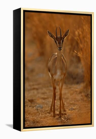 Gazella Portrait-Assaf Gavra-Framed Premier Image Canvas