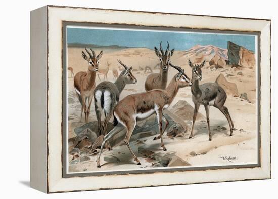 Gazelle by Alfred Edmund Brehm-Stefano Bianchetti-Framed Premier Image Canvas
