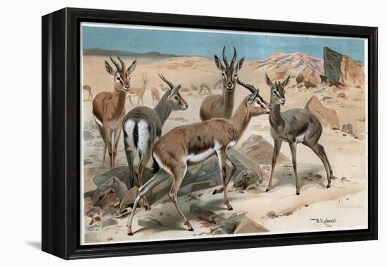 Gazelle by Alfred Edmund Brehm-Stefano Bianchetti-Framed Premier Image Canvas