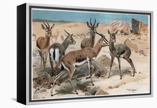 Gazelle by Alfred Edmund Brehm-Stefano Bianchetti-Framed Premier Image Canvas