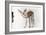 Gazelle Fawn (Arabian Gazelle) 2010-Mark Adlington-Framed Giclee Print